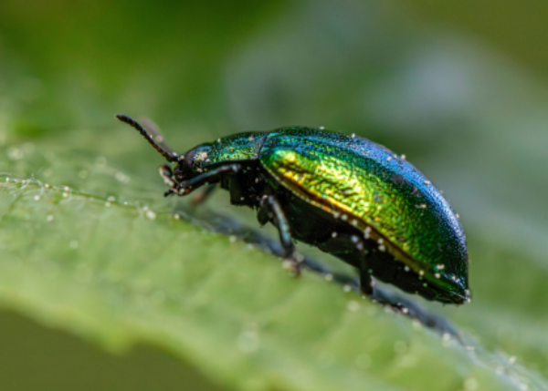 When Citizen Scientists Observe Biodiversity?